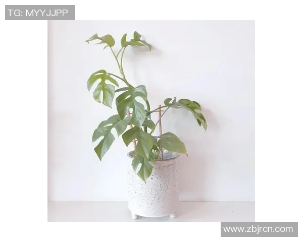 盆栽植物的养护技巧与搭配创意，打造美丽自然的小型绿化空间